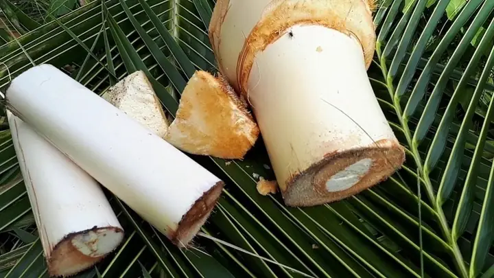 Củ Hũ Dừa Làm Món Gì Ngon? Hướng Dẫn Sơ Chế & Chế Biến Chuẩn Vị Củ Hũ Dừa Làm Món Gì Ngon? Hướng Dẫn Sơ Chế & Chế Biến Chuẩn Vị