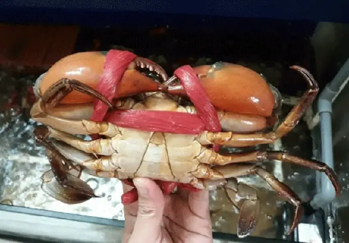 Hướng Dẫn Chi Tiết Cách Làm Cua Rang Me Kiểu Singapore Ngon Chuẩn Vị Hướng Dẫn Chi Tiết Cách Làm Cua Rang Me Kiểu Singapore Ngon Chuẩn Vị