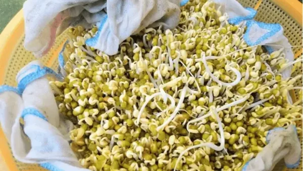 Hướng Dẫn Chi Tiết Cách Làm Giá Đỗ Số Lượng Lớn Tại Nhà Đơn Giản, Năng Suất Cao