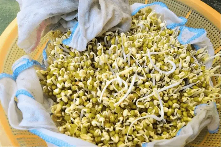 Hướng Dẫn Chi Tiết Cách Làm Giá Đỗ Số Lượng Lớn Tại Nhà Đơn Giản, Năng Suất Cao Hướng Dẫn Chi Tiết Cách Làm Giá Đỗ Số Lượng Lớn Tại Nhà Đơn Giản, Năng Suất Cao