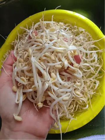 Hướng Dẫn Chi Tiết Cách Làm Giá Đỗ Số Lượng Lớn Tại Nhà Đơn Giản, Năng Suất Cao Hướng Dẫn Chi Tiết Cách Làm Giá Đỗ Số Lượng Lớn Tại Nhà Đơn Giản, Năng Suất Cao