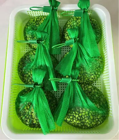 Hướng Dẫn Chi Tiết Cách Làm Giá Đỗ Số Lượng Lớn Tại Nhà Đơn Giản, Năng Suất Cao Hướng Dẫn Chi Tiết Cách Làm Giá Đỗ Số Lượng Lớn Tại Nhà Đơn Giản, Năng Suất Cao