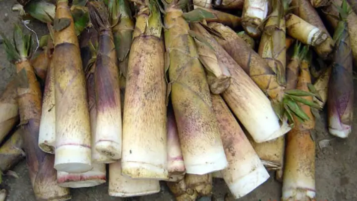 Cách Làm Măng Chua Tây Bắc Giòn Ngon, Thơm Lừng Chuẩn Vị Nguyên Bản Cách Làm Măng Chua Tây Bắc Giòn Ngon, Thơm Lừng Chuẩn Vị Nguyên Bản