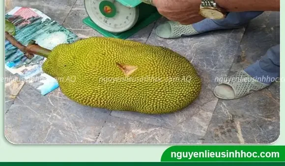 Cách Làm Mít Nhanh Chín Bằng Muối: Bí Quyết Đơn Giản Tại Nhà