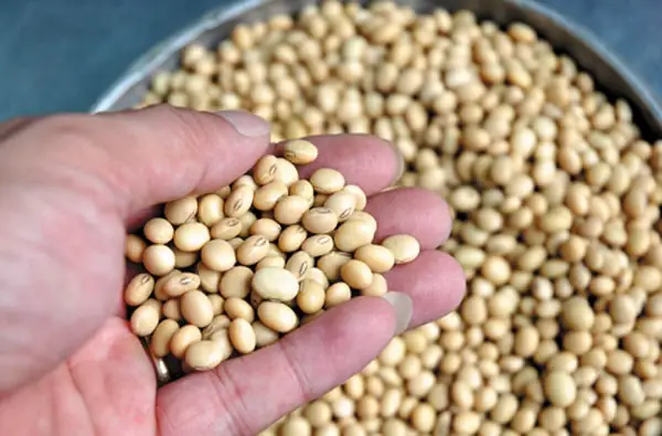 Cách Làm Nước Tương Truyền Thống Tại Nhà Chuẩn Vị Cách Làm Nước Tương Truyền Thống Tại Nhà Chuẩn Vị