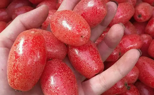 Cách Làm Sạch Phấn Quả Nhót Hiệu Quả: Bí Quyết Đảm Bảo Vệ Sinh Và An Toàn Cách Làm Sạch Phấn Quả Nhót Hiệu Quả: Bí Quyết Đảm Bảo Vệ Sinh Và An Toàn