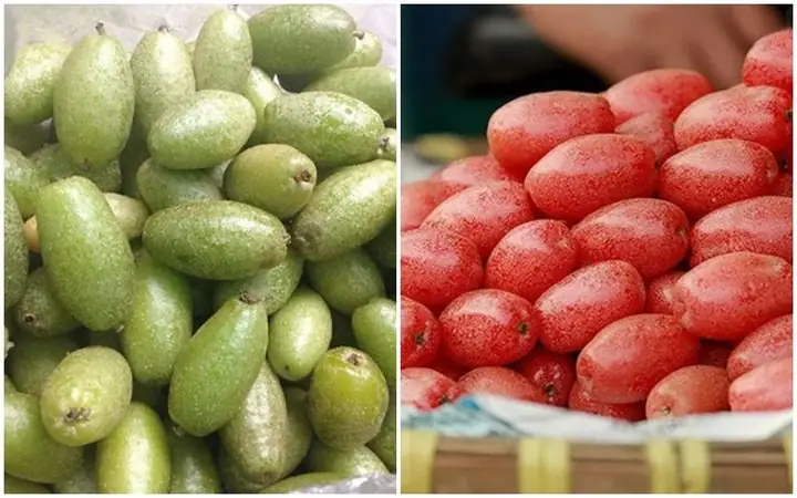 Cách Làm Sạch Phấn Quả Nhót Hiệu Quả: Bí Quyết Đảm Bảo Vệ Sinh Và An Toàn Cách Làm Sạch Phấn Quả Nhót Hiệu Quả: Bí Quyết Đảm Bảo Vệ Sinh Và An Toàn