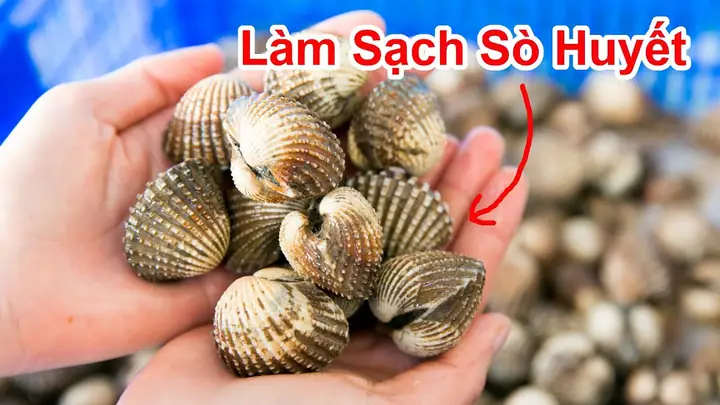 Cách Làm Sạch Sò Huyết Nhanh Chóng, Đảm Bảo Hết Cát Và Giữ Trọn Vị Ngon Cách Làm Sạch Sò Huyết Nhanh Chóng, Đảm Bảo Hết Cát Và Giữ Trọn Vị Ngon