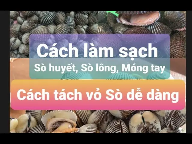 Cách Làm Sạch Sò Lông Nhanh Chóng, Loại Bỏ Cát Hiệu Quả
