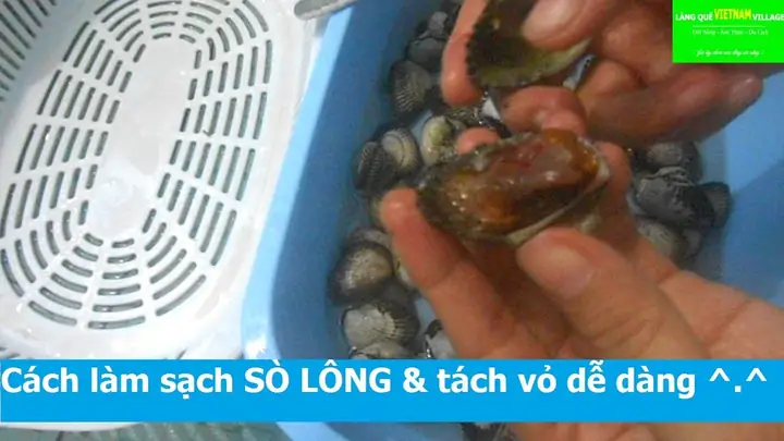 Cách Làm Sạch Sò Lông Nhanh Chóng, Loại Bỏ Cát Hiệu Quả