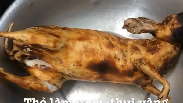 Cách Làm Thịt Thỏ Sạch Lông, Không Hôi Và Mẹo Chế Biến Ngon Tại Nhà