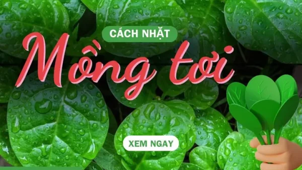 Cách Lặt Rau Mồng Tơi Nhanh, Chuẩn Để Luôn Tươi Ngon