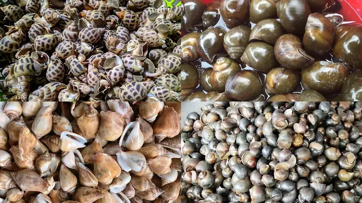 Cách Luộc Ốc Nhồi Ngon, Giòn Dai Chuẩn Vị Như Ngoài Hàng Cách Luộc Ốc Nhồi Ngon, Giòn Dai Chuẩn Vị Như Ngoài Hàng