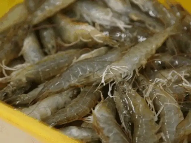 Cách Luộc Tôm Đông Lạnh Ngon Mềm, Không Bị Bở Như Tôm Tươi Cách Luộc Tôm Đông Lạnh Ngon Mềm, Không Bị Bở Như Tôm Tươi