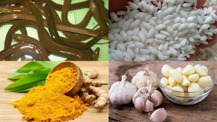 Cách Nấu Cháo Lươn Ngon Cho Người Lớn: Chuẩn Vị, Bổ Dưỡng, Không Tanh Cách Nấu Cháo Lươn Ngon Cho Người Lớn: Chuẩn Vị, Bổ Dưỡng, Không Tanh