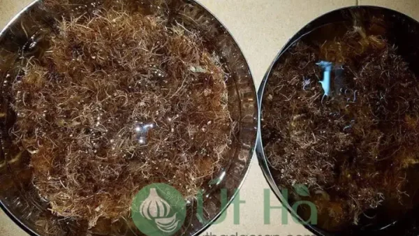 Cách Nấu Rau Câu Lý Sơn Thành Xu Xoa Ngon, Giòn Tại Nhà