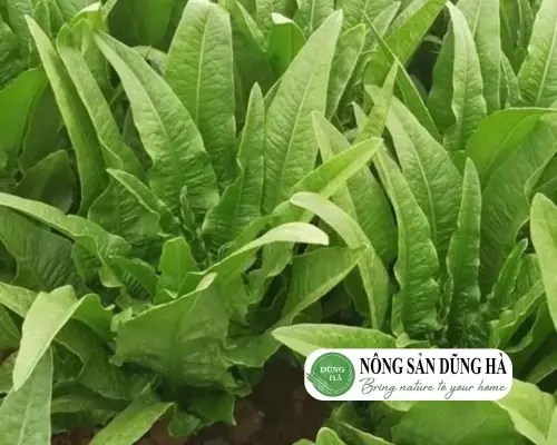 Cách Nấu Rau Diếp Lá Dài Ngon: Xào Tỏi, Canh Trứng Và Các Món Dễ Làm Cách Nấu Rau Diếp Lá Dài Ngon: Xào Tỏi, Canh Trứng Và Các Món Dễ Làm