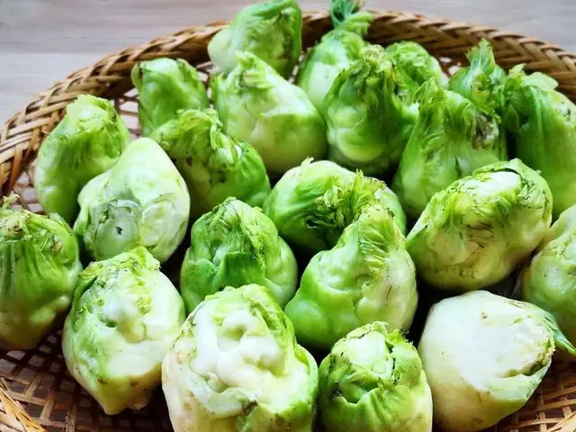 Cách Nấu Rau Mầm Đá Ngon, Giòn Với 3 Món Dễ Làm Cách Nấu Rau Mầm Đá Ngon, Giòn Với 3 Món Dễ Làm