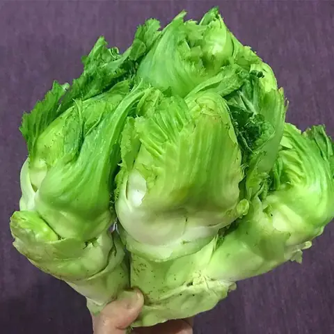 Cách Nấu Rau Mầm Đá Ngon, Giòn Với 3 Món Dễ Làm Cách Nấu Rau Mầm Đá Ngon, Giòn Với 3 Món Dễ Làm