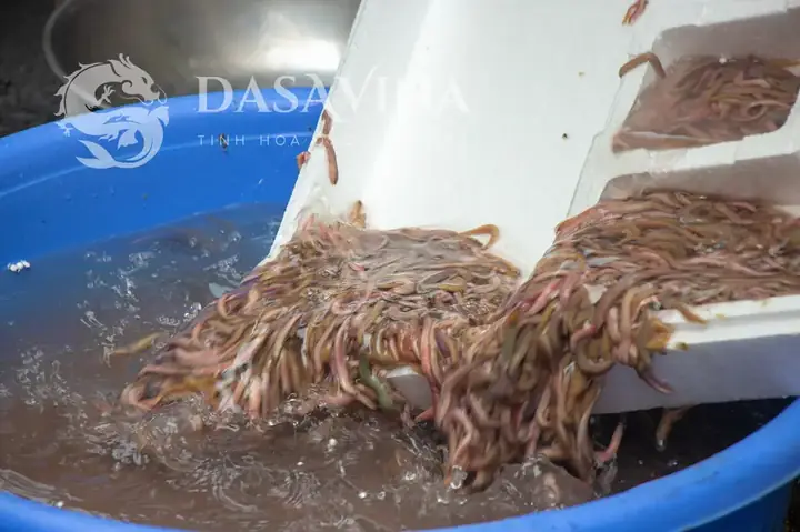 Cách Nấu Canh Rươi Rau Cải Tại Nhà: Thơm Ngon, Không Tanh Cách Nấu Canh Rươi Rau Cải Tại Nhà: Thơm Ngon, Không Tanh