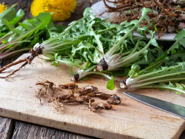Cách Nấu Trà Bồ Công Anh Tươi & Khô Thơm Ngon, Tốt Cho Sức Khỏe Tại Nhà