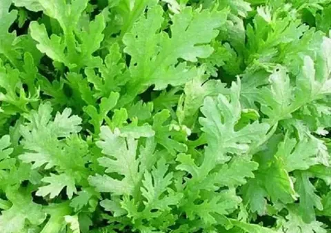 Hướng Dẫn Chi Tiết Cách Nhặt Rau Cải Cúc Nhanh Gọn & Sạch Sẽ