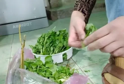 Cách Nhặt Rau Cải Xoong Chuẩn, Sạch Và Nhanh Tại Nhà