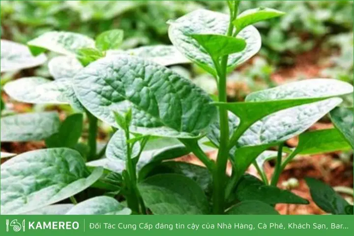 Cách Nhặt Rau Mồng Tơi Nhanh, Sạch Và Đơn Giản Nhất
