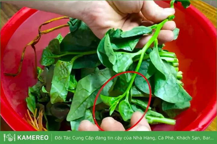 Cách Nhặt Rau Mồng Tơi Nhanh, Sạch Và Đơn Giản Nhất