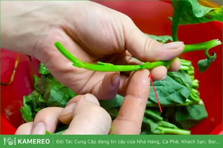 Cách Nhặt Rau Mồng Tơi Nhanh, Sạch Và Đơn Giản Nhất
