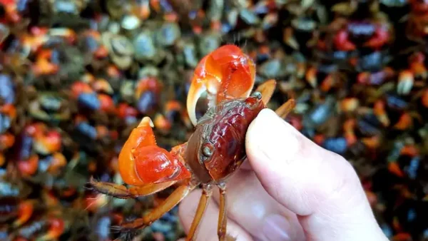 Cách Pha Mắm Cáy Chấm Rau Muống Ngon, Vừa Mặn Vừa Thơm