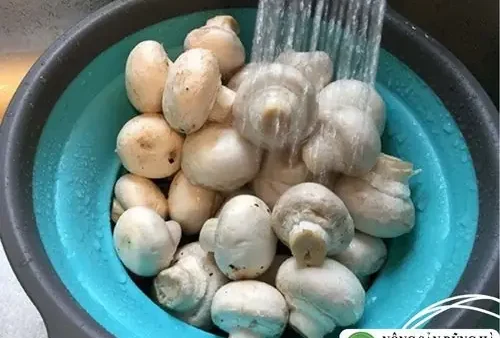Cách Sơ Chế Nấm Mỡ Trắng Sạch, Giòn Ngon Không Bị Nhớt