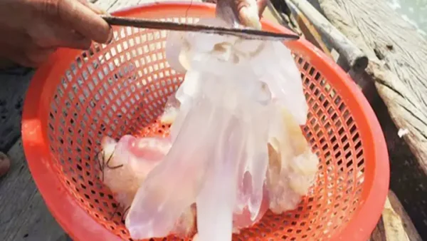 Hướng Dẫn Sơ Chế Sứa Đóng Gói Giòn Ngon, Không Tanh Tại Nhà