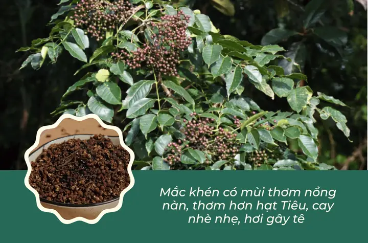 Cách Sử Dụng Hạt Mắc Khén Đúng Chuẩn Vị Tây Bắc Cách Sử Dụng Hạt Mắc Khén Đúng Chuẩn Vị Tây Bắc