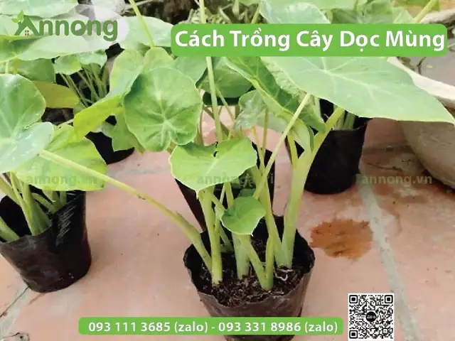 Cách Trồng Bạc Hà (dọc Mùng) Để Nấu Canh Chua Tại Nhà Cách Trồng Bạc Hà (dọc Mùng) Để Nấu Canh Chua Tại Nhà