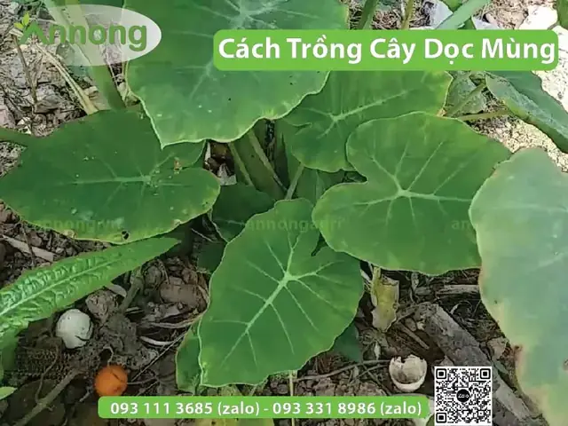 Cách Trồng Bạc Hà (dọc Mùng) Để Nấu Canh Chua Tại Nhà Cách Trồng Bạc Hà (dọc Mùng) Để Nấu Canh Chua Tại Nhà