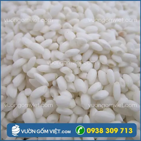 Cách Ủ Cơm Để Nấu Rượu Ngon Tại Nhà: Chọn Men, Tỷ Lệ Và Quy Trình Lên Men
