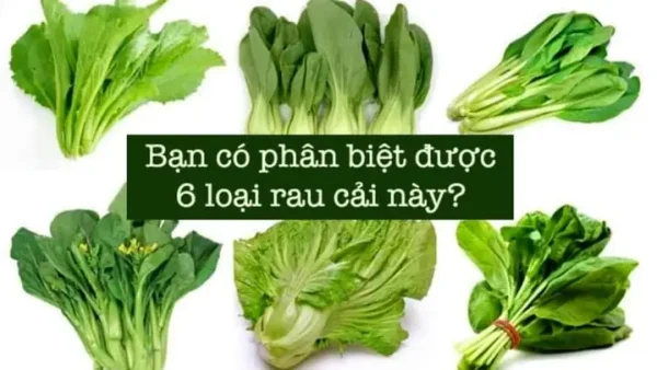 Cải Thìa Và Cải Chíp: Phân Biệt, Lợi Ích Và Cách Sử Dụng Đúng