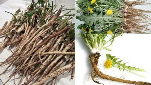 Cây Bồ Công Anh Tươi: Công Dụng, Cách Dùng Và Lưu Ý Quan Trọng Cây Bồ Công Anh Tươi: Công Dụng, Cách Dùng Và Lưu Ý Quan Trọng
