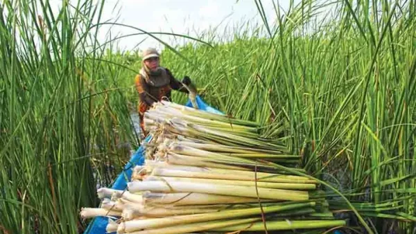 Cây Bồn Bồn Là Gì? Đặc Điểm, Công Dụng Và Cách Sử Dụng Hiệu Quả
