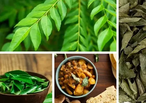 Cây Cà Ri Ấn Độ: Đặc Điểm, Công Dụng Và Cách Trồng Chi Tiết