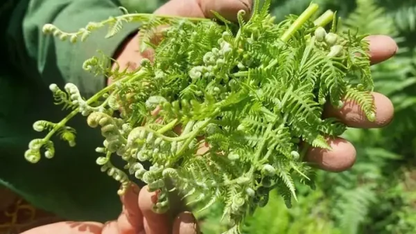 Cây Dương Xỉ Có Ăn Được Không? Hướng Dẫn Nhận Biết & Chế Biến An Toàn