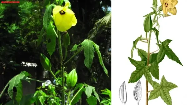 Hướng Dẫn Nấu Canh Chua Lá Vông Vang Ngon Đúng Vị Dân Dã