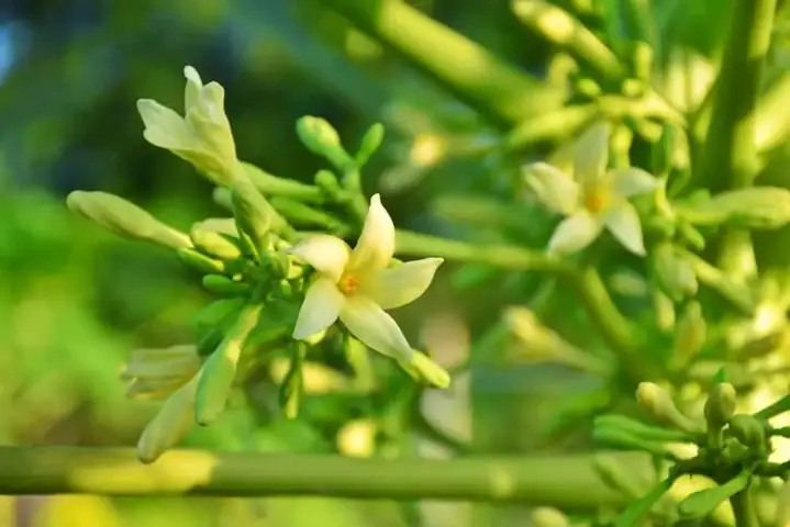 Đu Đủ Chín Chữa Ho: Các Bài Thuốc Dân Gian Hiệu Quả & Lưu Ý