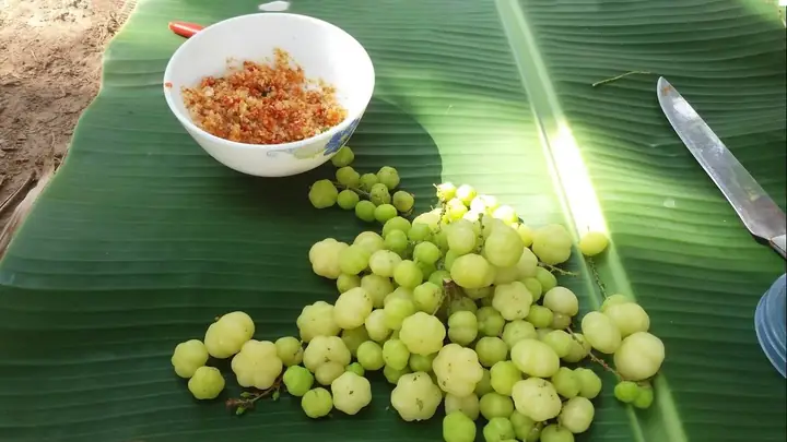 Chùm Ruột Là Quả Gì? Đặc Điểm, Công Dụng Và Cách Sử Dụng Chi Tiết Chùm Ruột Là Quả Gì? Đặc Điểm, Công Dụng Và Cách Sử Dụng Chi Tiết