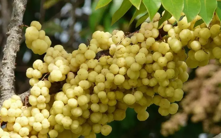 Chùm Ruột Là Quả Gì? Đặc Điểm, Công Dụng Và Cách Sử Dụng Chi Tiết Chùm Ruột Là Quả Gì? Đặc Điểm, Công Dụng Và Cách Sử Dụng Chi Tiết