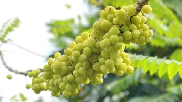 Hướng Dẫn Làm Chùm Ruột Ngâm Đường Phèn Chua Ngọt Thơm Ngon & Công Dụng Bất Ngờ
