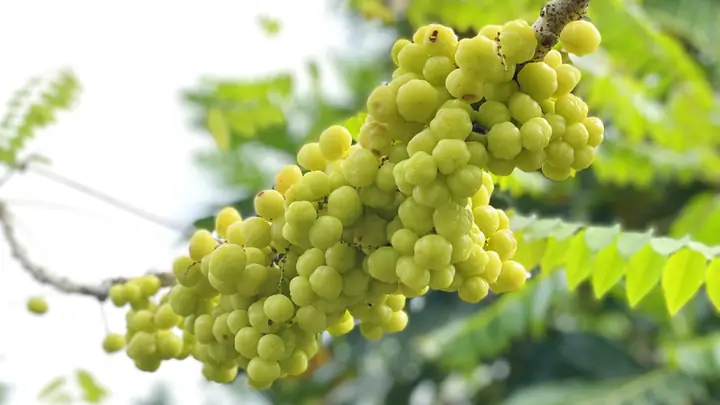 Hướng Dẫn Làm Chùm Ruột Ngâm Đường Phèn Chua Ngọt Thơm Ngon & Công Dụng Bất Ngờ