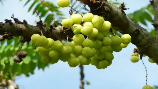 Rượu Chùm Ruột Ngâm Có Tác Dụng Gì? Lợi Ích & Lưu Ý Sử Dụng Đúng Cách