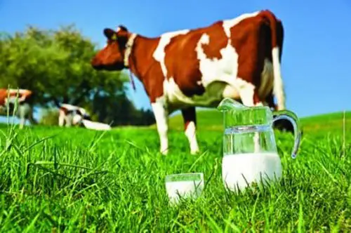 Có Nên Cho Bé Ăn Pate Không? Lưu Ý Quan Trọng Cho Bé Dưới 1 Tuổi